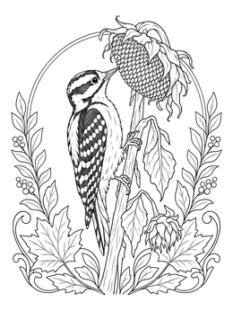 A detailed woodpecker coloring page showing a downy woodpecker perched on a dried sunflower.