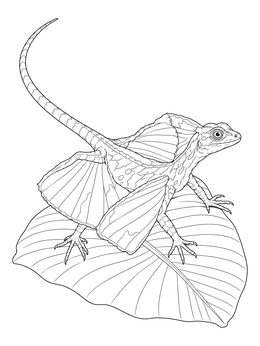 A detailed draco coloring page showing a flying lizard perched gracefully on a broad tropical leaf.