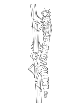 A detailed dragonfly coloring page showing a nymph emerging from its exoskeleton on a tall reed stem.