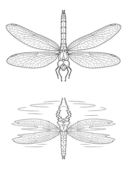 Detailed dragonfly coloring page showing the insect hovering over a rippling water reflection.
