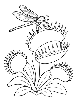 A detailed dragonfly perched on a plant in this venus flytrap coloring page.