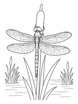 A detailed dragonfly coloring page resting on a cattail stalk in a marsh.