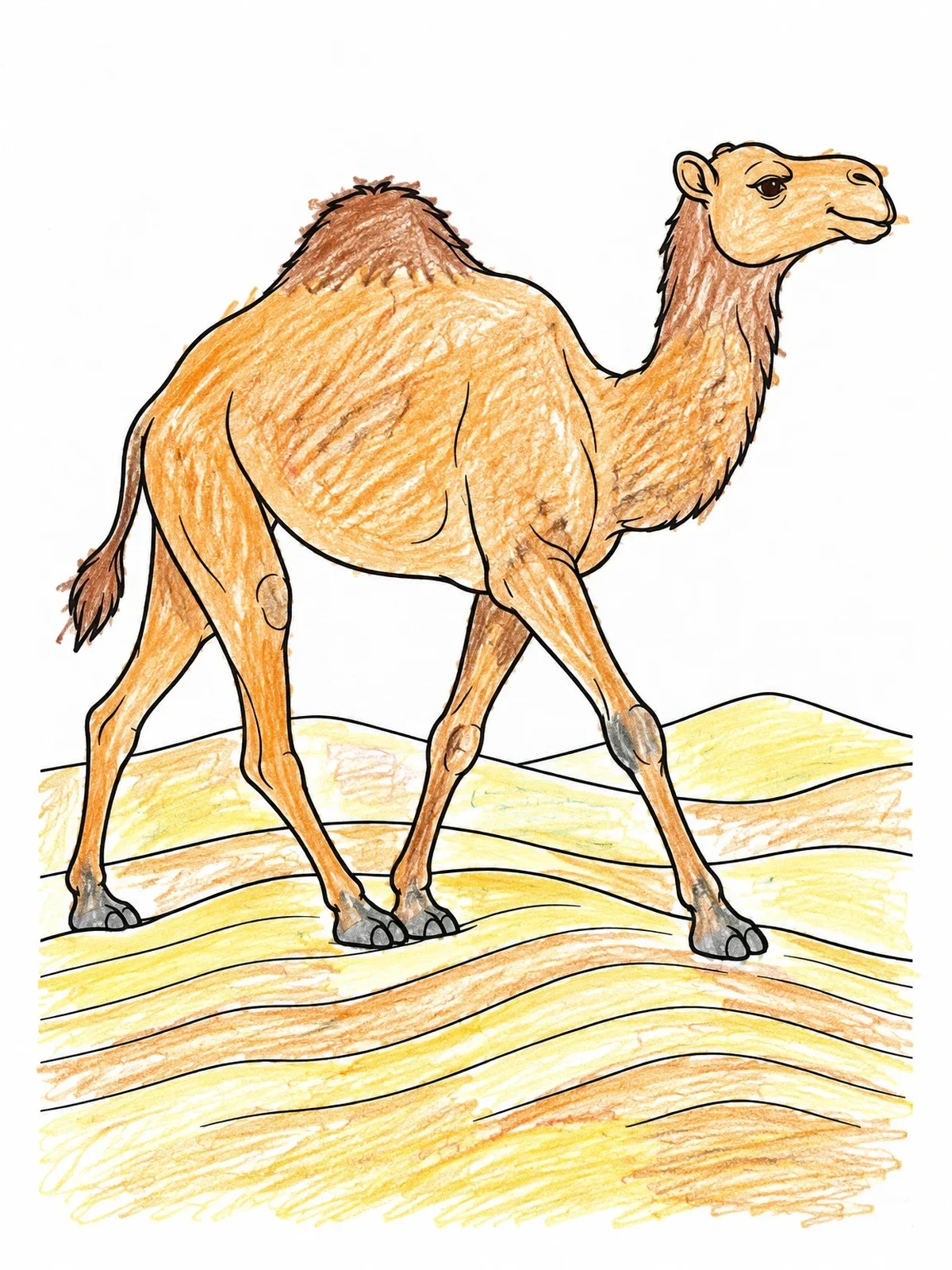 Colored example of the Dromedary Camel In The Desert coloring page