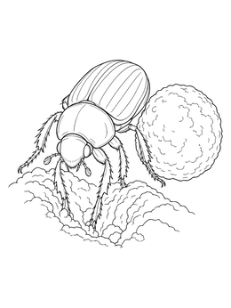 A detailed beetle coloring page showing a dung beetle digging beside a rounded sphere.