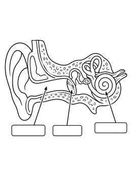Free printable Human Ear Anatomy Diagram coloring page
