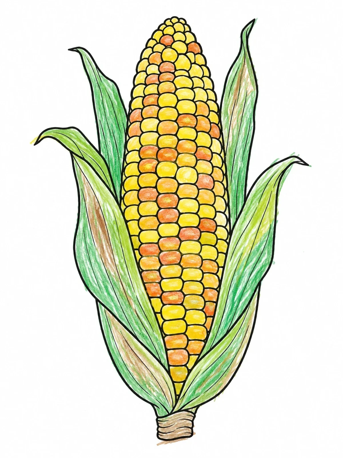 Colored example of the Ear Of Corn With Husks coloring page