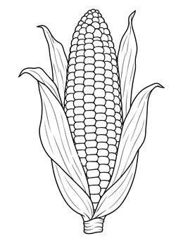 Detailed ear of corn coloring page surrounded by papery husks.
