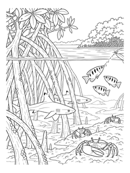 Coastal mangrove ecosystem coloring page with archerfish, young sharks, and fiddler crabs.
