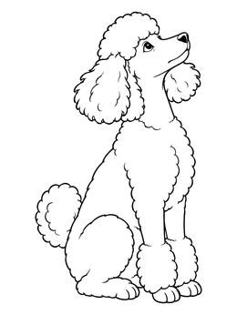 An attentive poodle coloring page features a groomed dog sitting and looking upward.