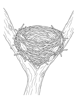 Detailed bird nest coloring page resting securely in a sturdy tree branch fork.