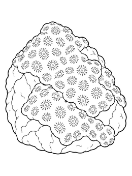 An encrusting coral coloring page featuring detailed polyps growing over a smooth rock.