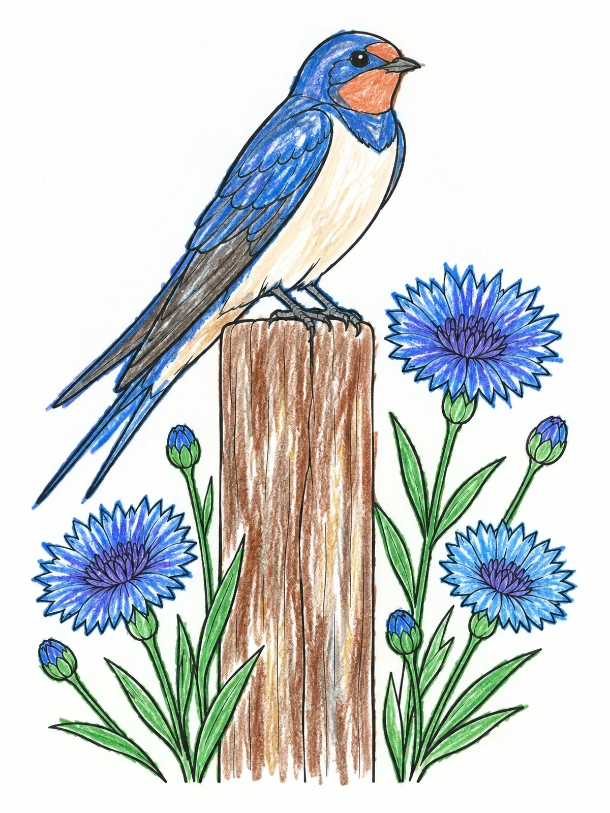 Colored example of the Barn Swallow And Cornflowers coloring page