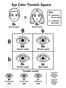 Free printable Eye Color Punnett Square Chart coloring page