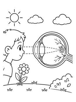 Free printable Child And Eye Anatomy Diagram coloring page