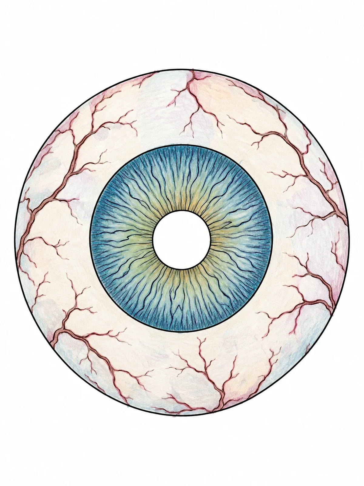 Colored example of the Detailed Human Eyeball Anatomy coloring page