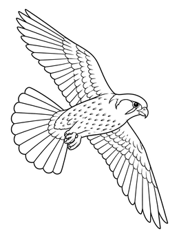 A detailed falcon coloring page showing the bird gliding with outstretched wings.