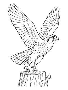 A falcon coloring page showing a bird of prey taking flight from a wooden tree stump with wings spread high.
