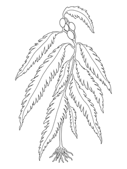 Detailed feather boa seaweed coloring page with long fronds and holdfast.