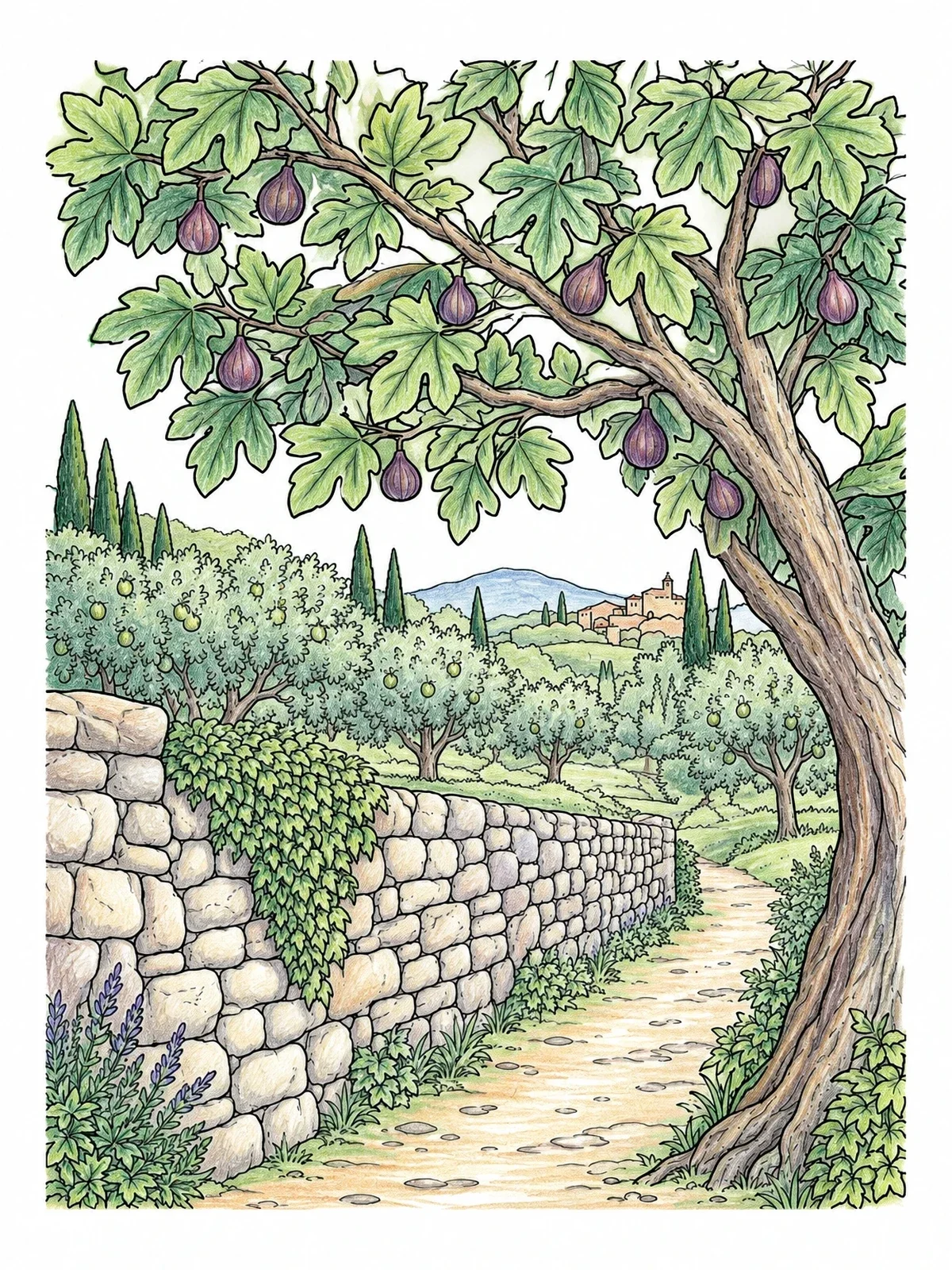 Colored example of the Fig Tree Along Stone Wall Path coloring page
