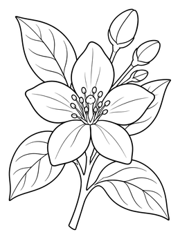 A blooming orange blossom on this Florida state coloring page with leaves and buds.