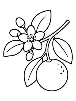 Free printable Florida Orange Blossom And Fruit coloring page
