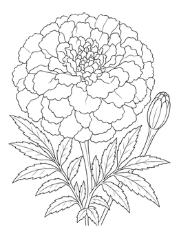 A realistic marigold flower power coloring page with ruffled petals and leaves.