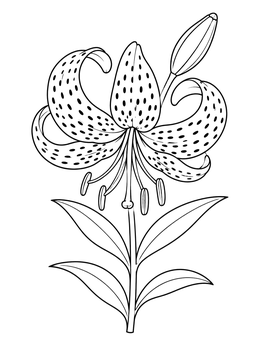 A detailed tiger lily flower coloring page with spotted petals and a bud.