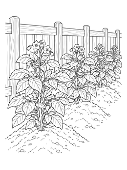 A row of blooming potato plants coloring page beside a wooden fence.