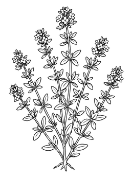 Free printable Flowering Thyme Herb Plant coloring page