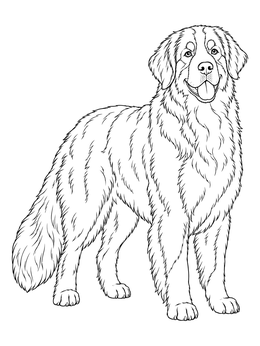 Free printable Fluffy Bernese Mountain Dog Standing coloring page