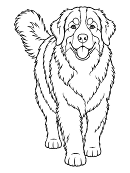 Free printable Fluffy Bernese Mountain Dog Walking coloring page