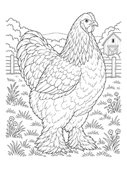 A fluffy Brahma chicken coloring page in a pasture with a barn.