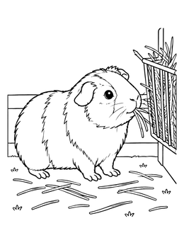 Free printable Fluffy Guinea Pig Eating Hay coloring page