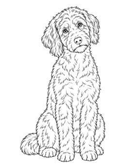Free printable Fluffy Sitting Aussiedoodle coloring page