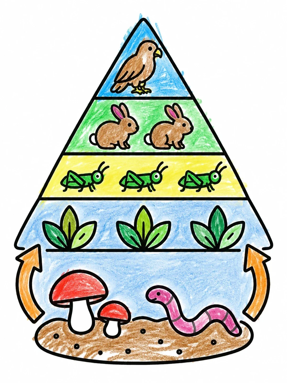 Colored example of the Food Chain Energy Pyramid Diagram coloring page