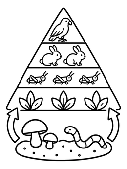 Free printable Food Chain Energy Pyramid Diagram coloring page