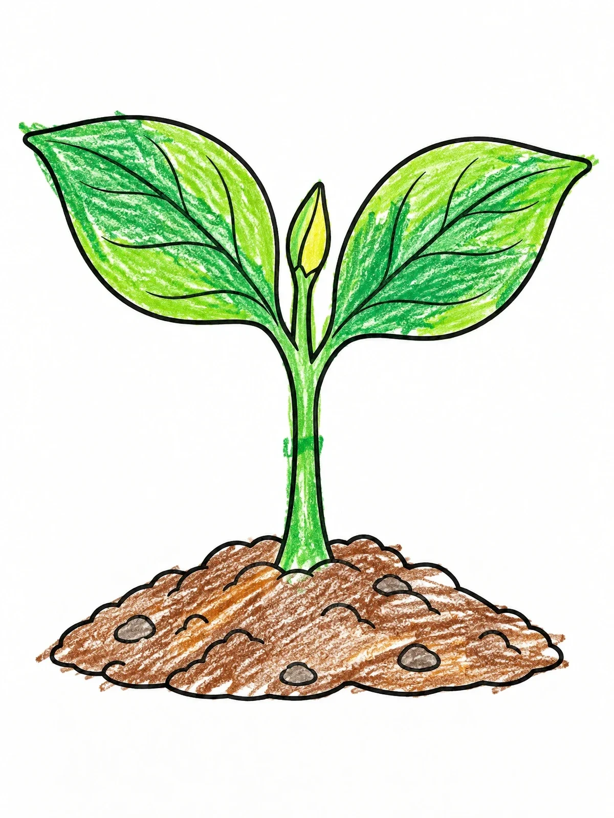 Colored example of the Young Sprout Growing From Soil coloring page