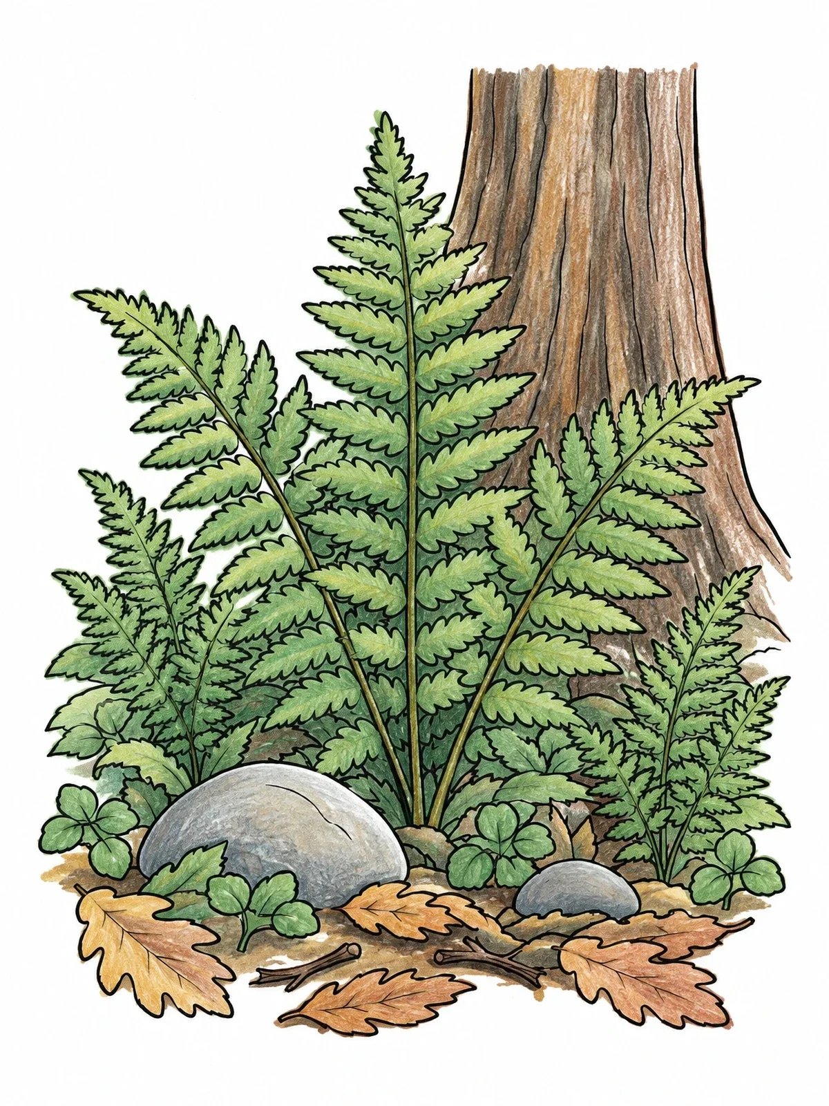 Colored example of the Ferns On The Woodland Floor coloring page
