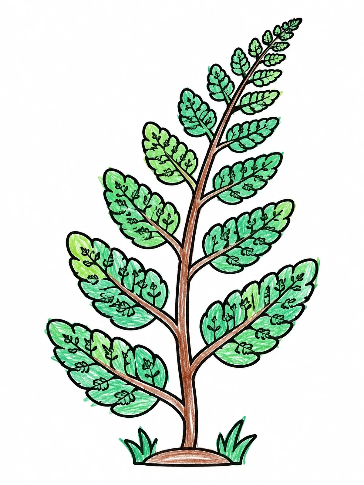 Colored example of the Simple Botanical Fern Frond coloring page