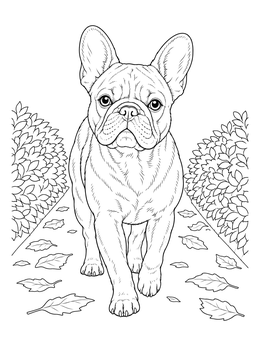 A realistic french bulldog coloring page showing the dog walking along a path lined with bushes.