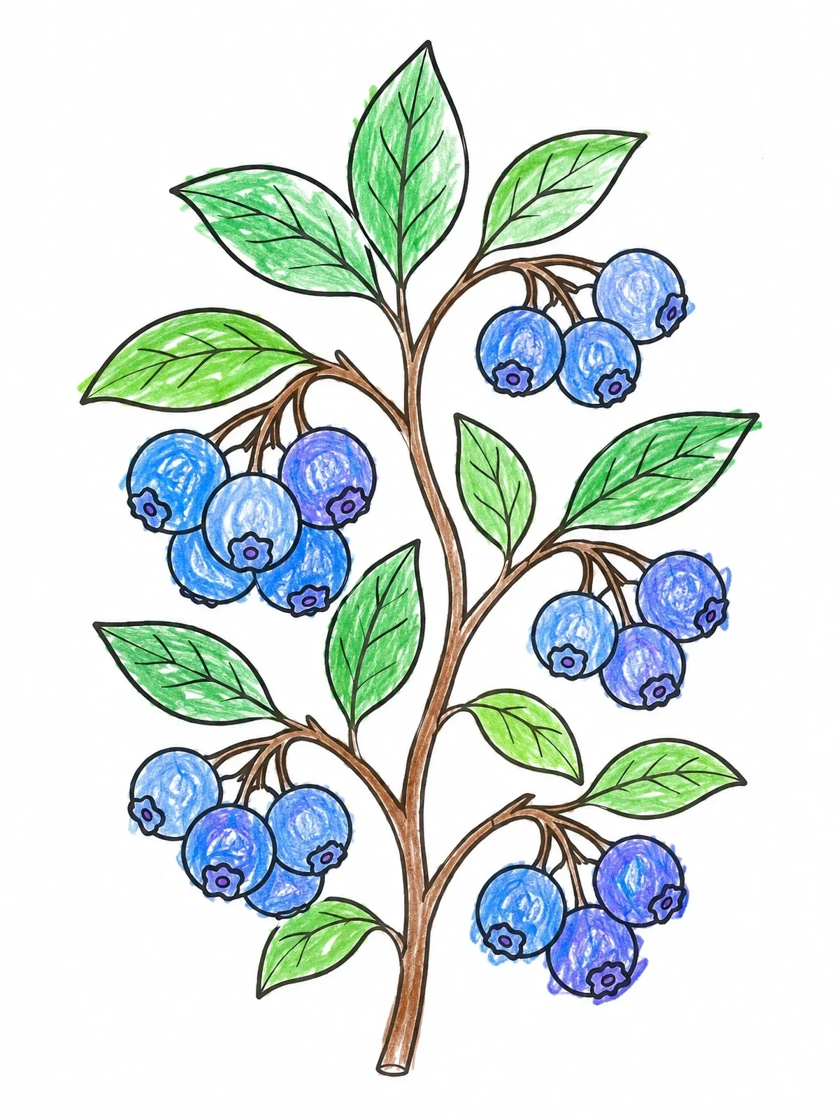 Colored example of the Fresh Blueberry Branch With Leaves coloring page