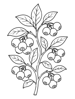 Free printable Fresh Blueberry Branch With Leaves coloring page