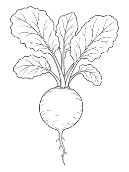 A detailed radish coloring page showing a round root with leafy greens.