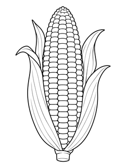 Detailed corn coloring page showing an ear of sweet corn with open husks.