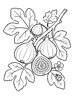 Free printable Fresh Figs On A Branch coloring page