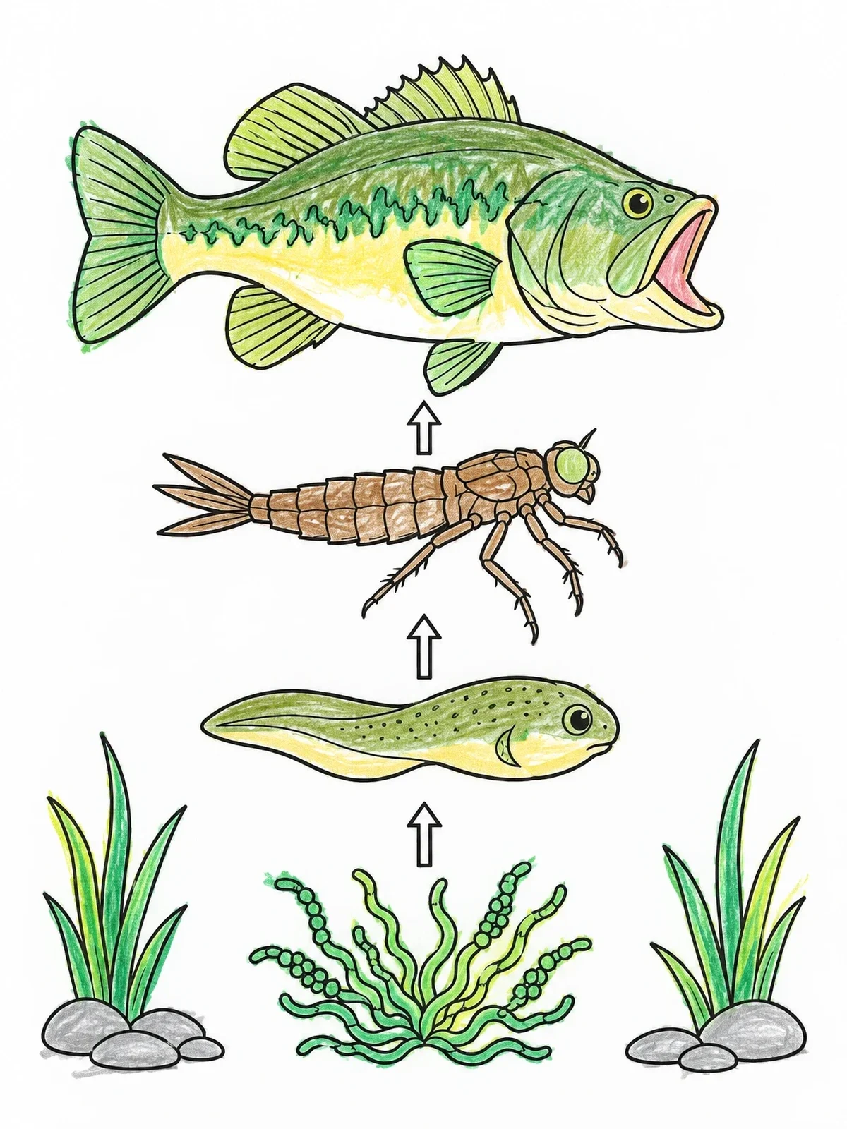 Colored example of the Freshwater Pond Food Chain Diagram coloring page