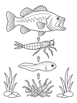 Educational freshwater pond food chain coloring page showing algae, tadpole, nymph, and fish.