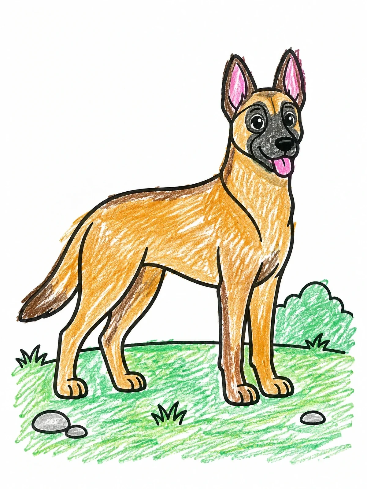 Colored example of the Friendly Belgian Malinois Dog coloring page