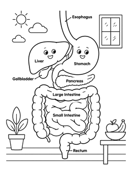 Free printable Friendly Digestive System Diagram coloring page