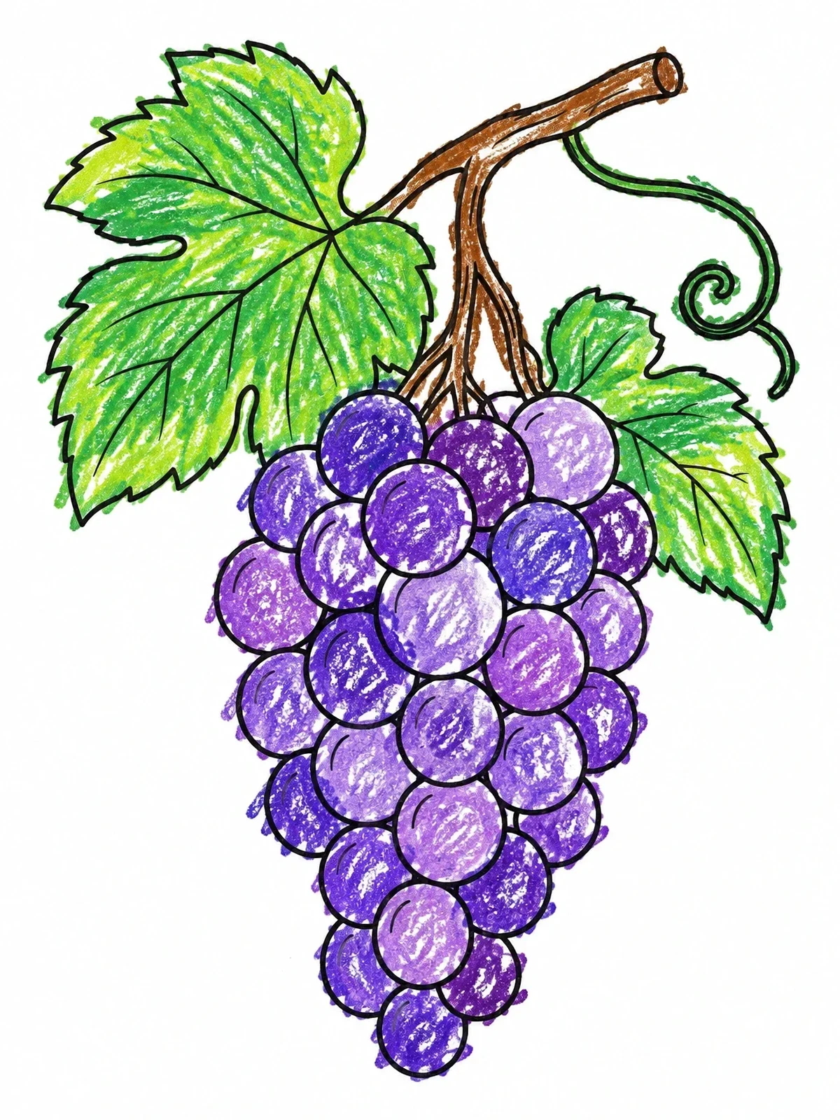 Colored example of the Bunch Of Grapes On A Vine coloring page
